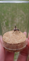 Trichopoda plumipes