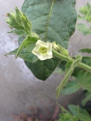 Nicotiana obtusifolia
