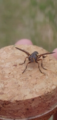 Trichopoda plumipes