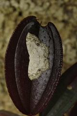 Scopula propinquaria