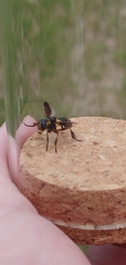 Trichopoda plumipes