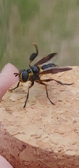 Trichopoda plumipes