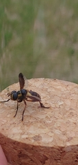 Trichopoda plumipes