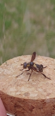 Trichopoda plumipes