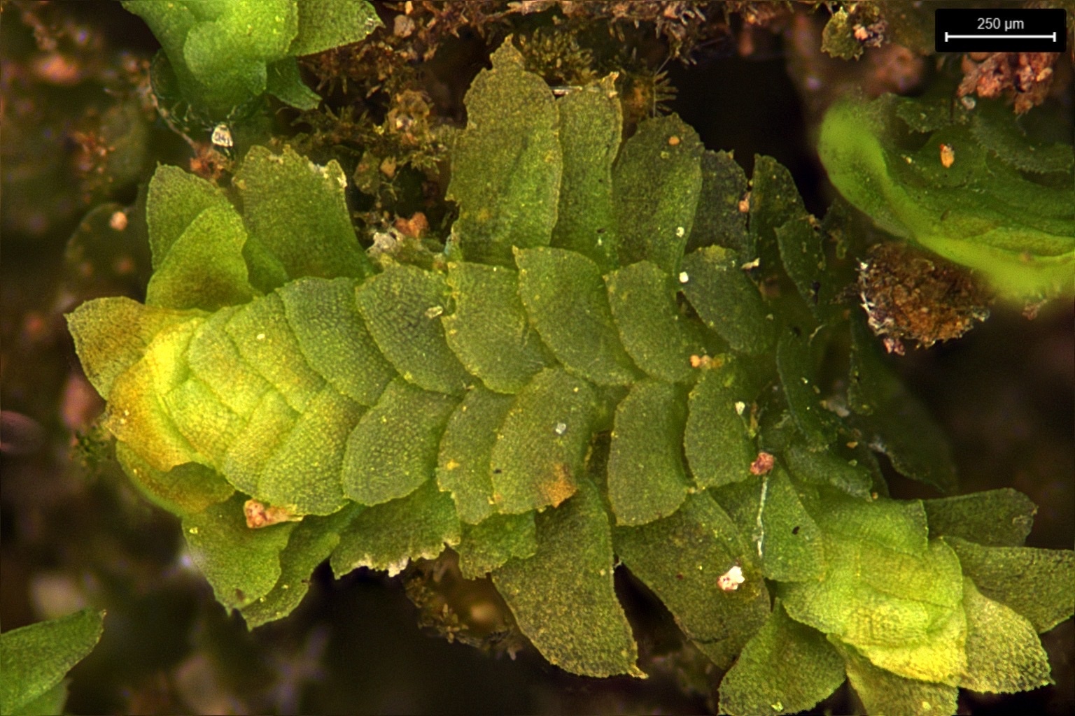 Diplophyllum apiculatum