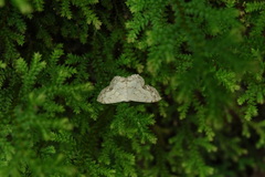 Scopula propinquaria