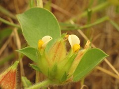 Tripodion tetraphyllum