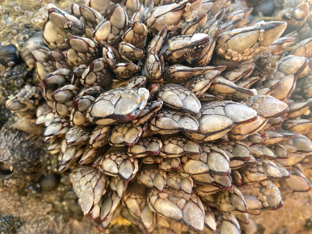 Gooseneck Barnacle From North Pacific Ocean Wa Us On November