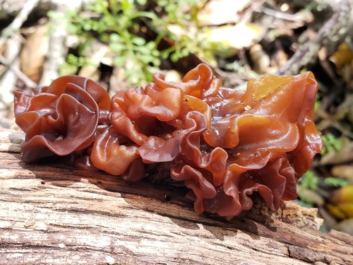 Representative image of Phaeotremella foliacea