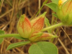 Tripodion tetraphyllum