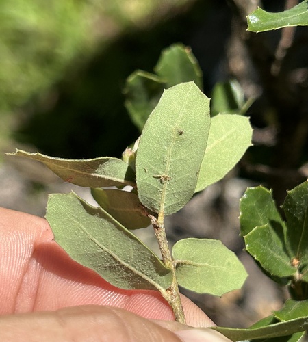 Canyon White Oak