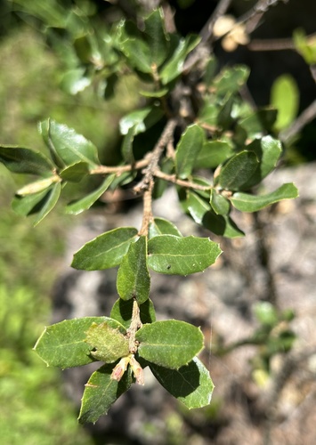 Canyon White Oak