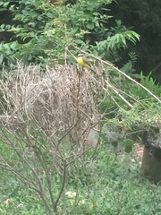 Myiozetetes cayanensis