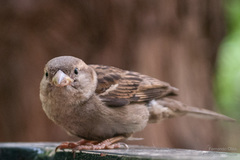 Passer domesticus
