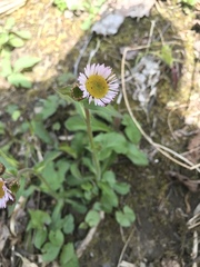 Erigeron pulchellus