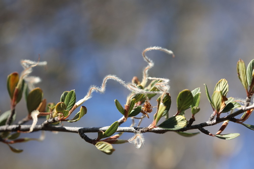 Image of Cercocarpus breviflorus by no rights reserved