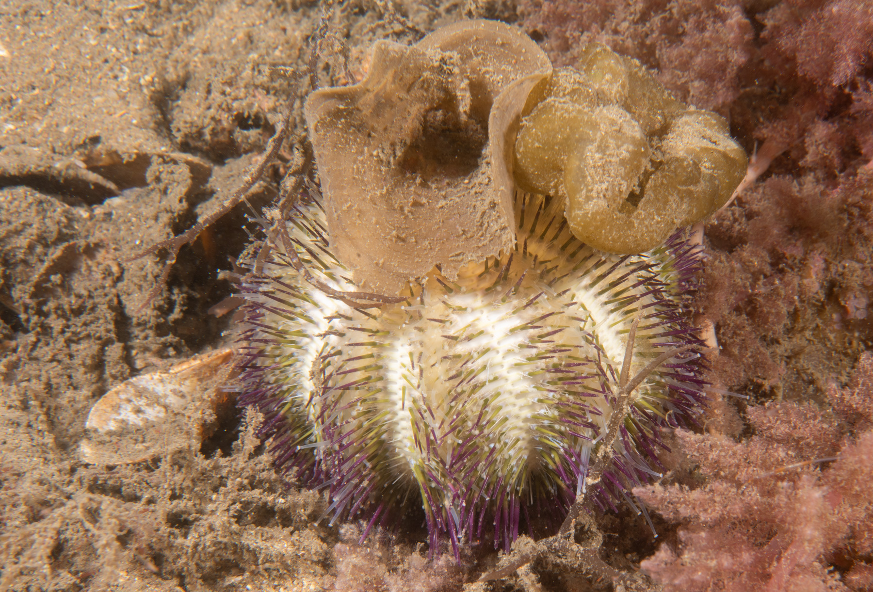 Temnopleurus alexandri