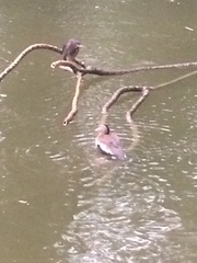 Dendrocygna autumnalis