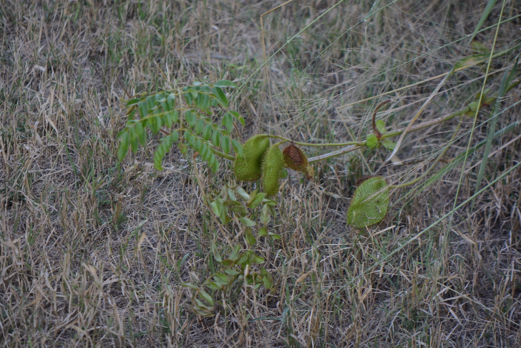 Nickernut Beanshell Nickernut from Miami-Dade County, FL, USA on November 7, 2023 at 03:04 ...