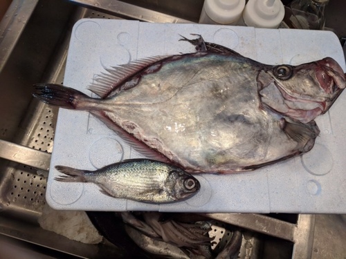 Silvery John Dory (Zenopsis conchifer) — Zeidae — 5