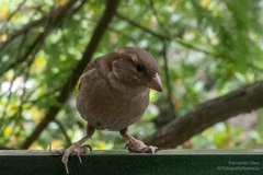 Passer domesticus