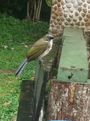 Saltator striatipectus