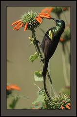 Bronzy Sunbird photo 2