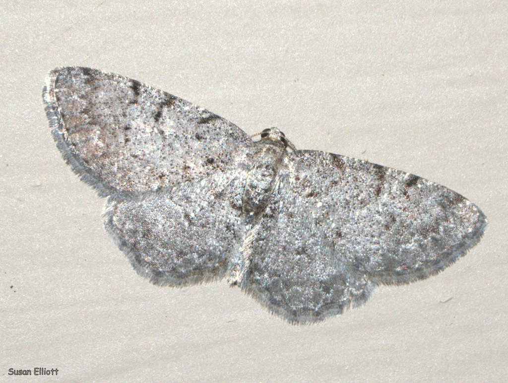 Aethalura