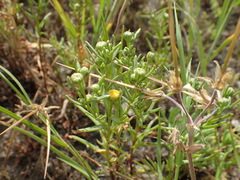 Amblyopappus pusillus