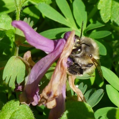 Anthophora plumipes