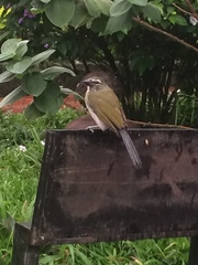 Saltator striatipectus