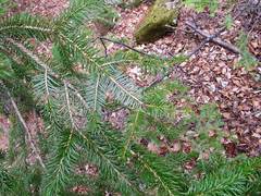 Picea jezoensis