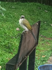 Saltator striatipectus