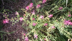Fumaria densiflora