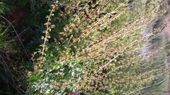 Scrophularia rubricaulis