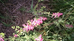 Fumaria densiflora