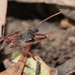 Myrmecia pulchra - Photo (c) Reiner Richter, some rights reserved (CC BY-NC-SA), uploaded by Reiner Richter