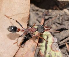 Myrmecia pulchra