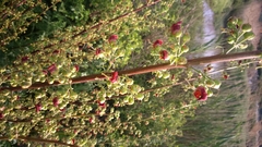 Scrophularia rubricaulis