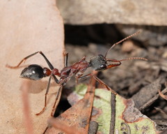 Myrmecia pulchra