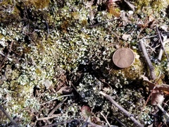 Cladonia subcariosa