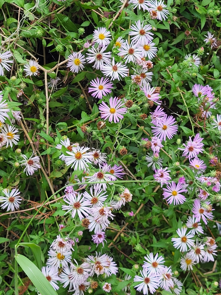 Climbing Aster from Lakeland, FL 33803, USA on November 24, 2023 at 08: ...