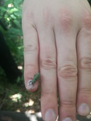 Naupactus auricinctus