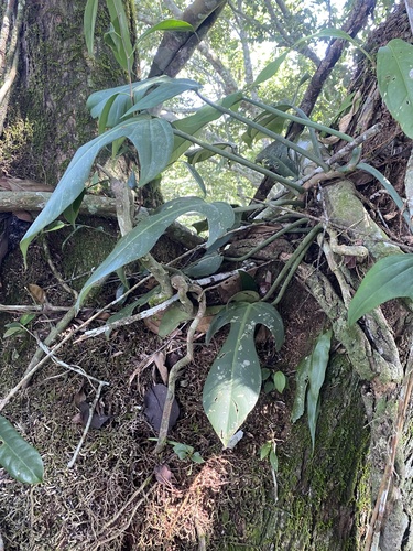 Philodendron panduriforme, photograph 4
