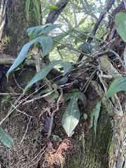 Philodendron panduriforme, photograph (c) fern Wildtruth, some rights reserved (CC BY)