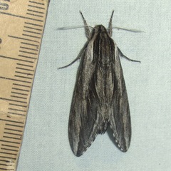 Sphinx vanbuskirki
