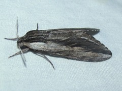 Sphinx vanbuskirki