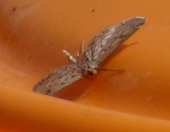 Parapoynx allionealis