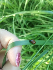 Plagiodera erythroptera