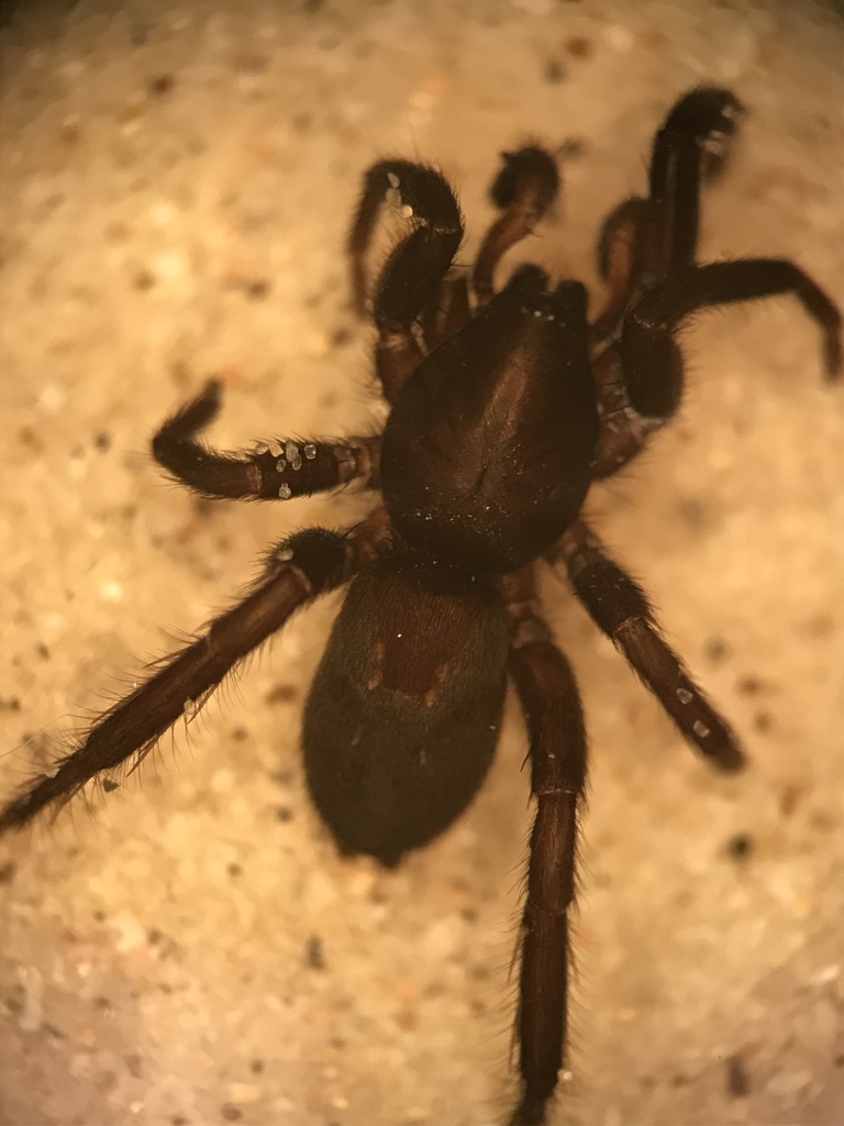 Zelotes fratris